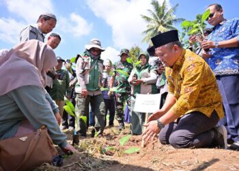Dukung Makan Bergizi Gratis, Pemko Payakumbuh Tanam 3.000 Bibit Pisang Barangan Serentak