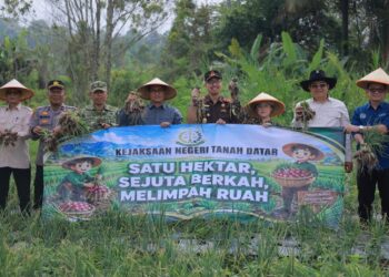 Tekan Inflasi, Pemkab dan Kejari Tanah Datar Gelar Panen Raya Bawang Merah di Pariangan