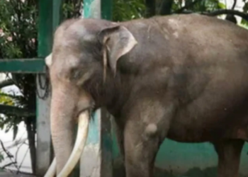 Masa Musth Tak Teratur Buat Gajah Zidan Agresif, TMSBK Bukittinggi Surati Kementerian Kehutanan